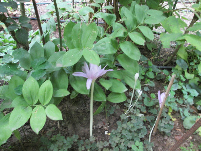 cholchicum de toamna - sfarsit de septembrie 2013