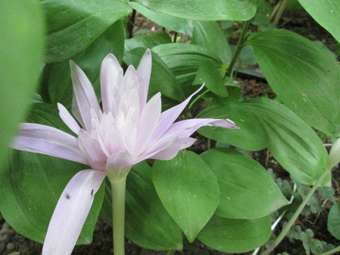 cholchicum de toamna 3 - sfarsit de septembrie 2013