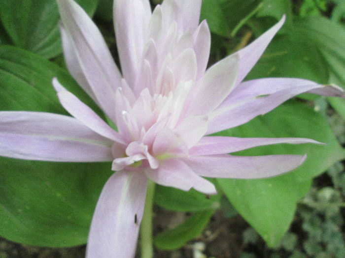 cholchicum de toamna 5 - sfarsit de septembrie 2013