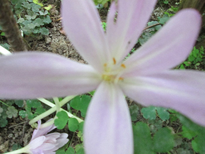 cholchicum de toamna 7 - sfarsit de septembrie 2013