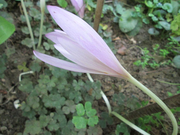 cholchicum de toamna 8 - sfarsit de septembrie 2013