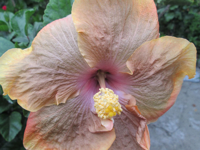hibiscus 3 - sfarsit de septembrie 2013