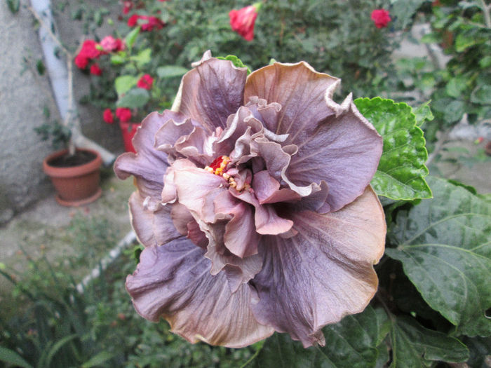 hibiscus