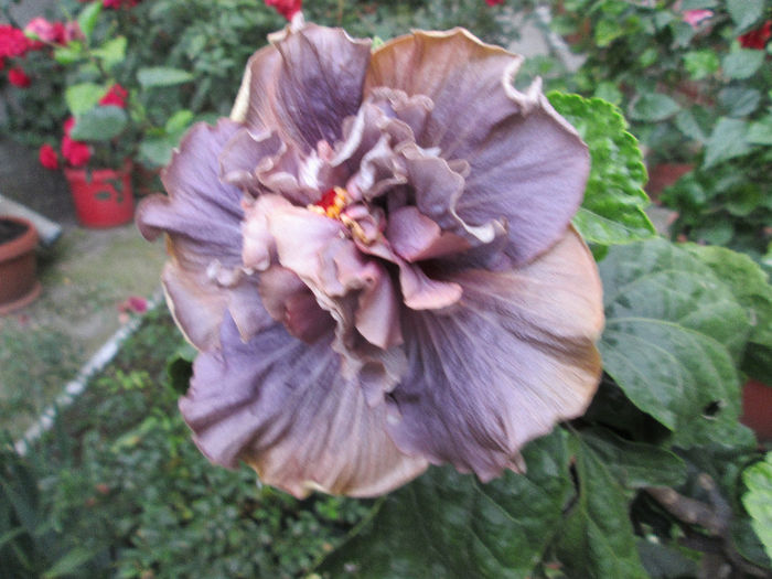 hibiscus 2 - sfarsit de septembrie 2013