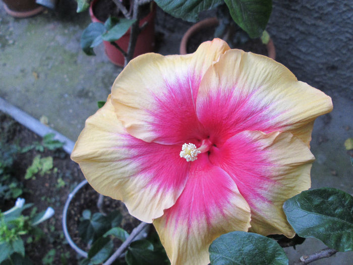 hibiscus - sfarsit de septembrie 2013