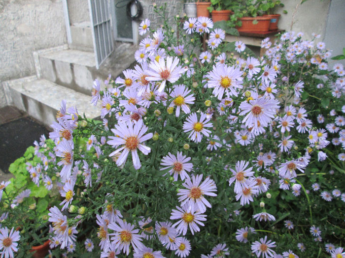 aster - sfarsit de septembrie 2013