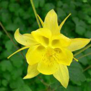 AQUILEGIA_CHRYSANTHA