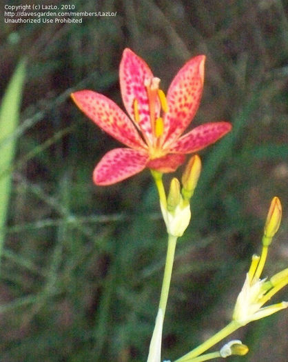 belacamda chinensis lazlo