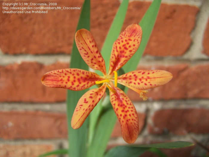 belacamda chinensis mr crocosmia