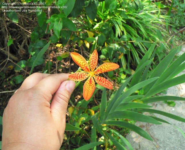 belacamda chinensis rebecca 30