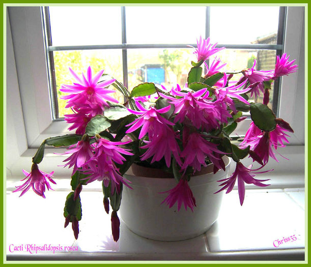 cacti-rhipsalidopsis-rosea_47709 - imi doresc pt 2014-2016