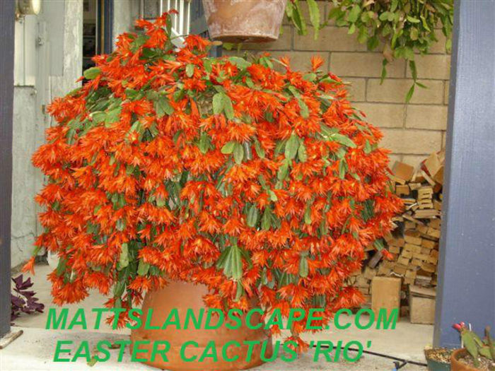 easter_cactus_h__rio