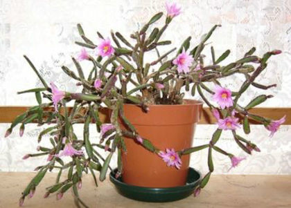 normal_rosea_1a - imi doresc pt 2014-2016