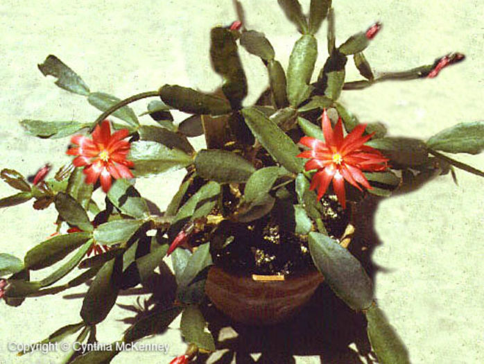 rhipsalidopsis