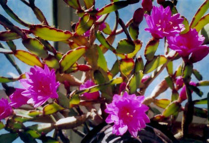 rhipsalidopsis_double_china_rose_p1080h