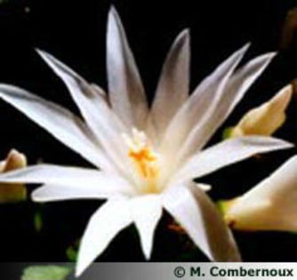 rhipsalidopsis-x-v-sirius - imi doresc pt 2014-2016