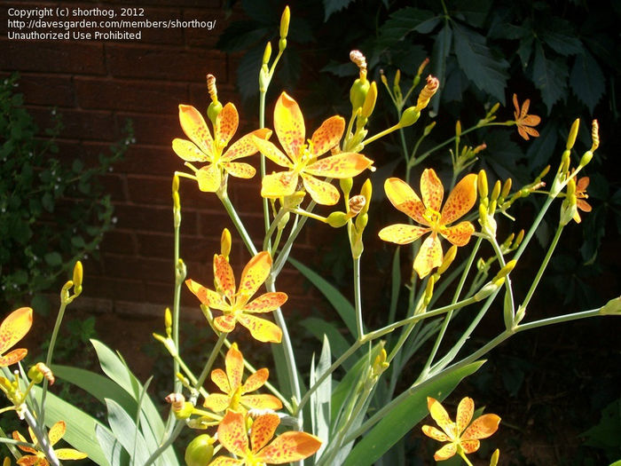 shorthog belacamda chinensis - imi doresc pt 2014-2016