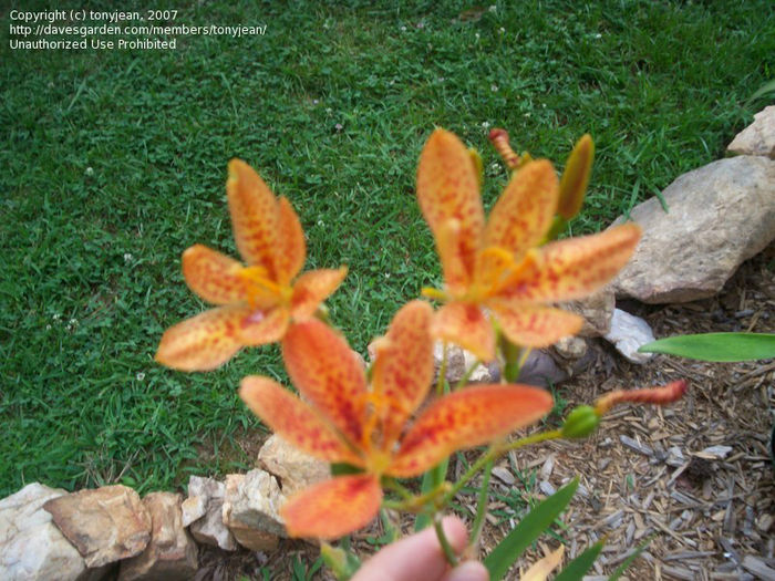 tonyjean belacamda chinensis - imi doresc pt 2014-2016