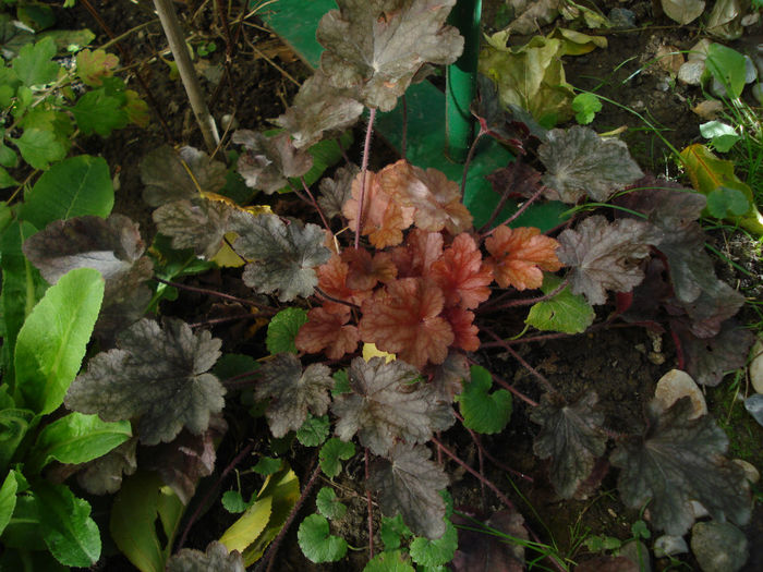 H. Peach Flambe - Heuchera Heucherella si Hosta