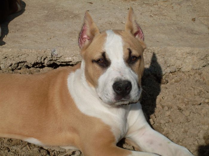 TASHA 4 luni si o saptamana