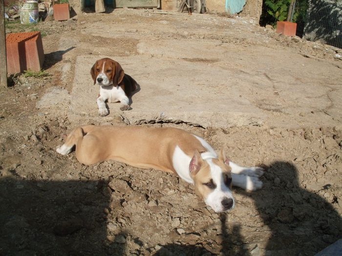 TASHA 4 luni si o saptamana