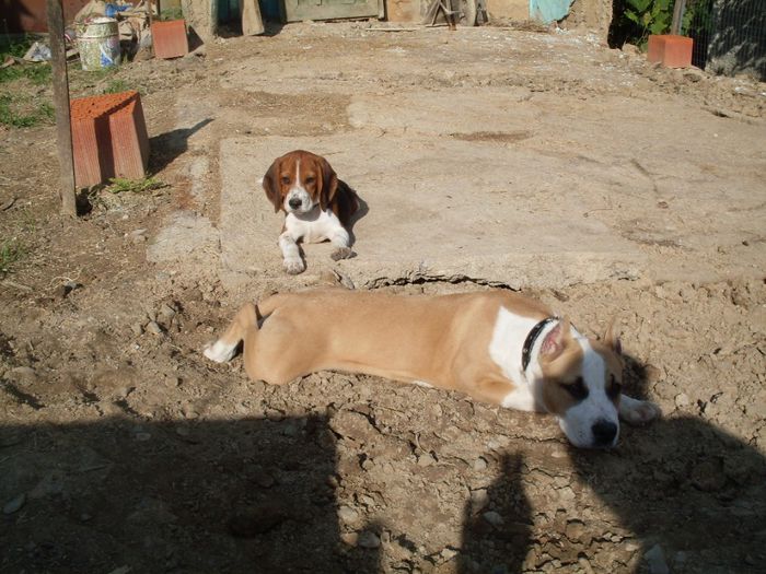 TASHA 4 luni si o saptamana