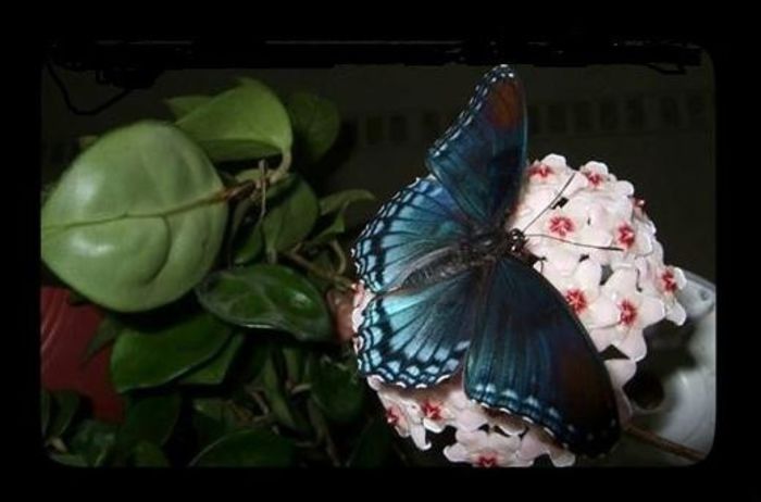 chelsea - 0 colectie hoya 2013