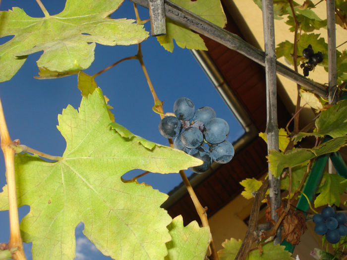 a venit toamna...Esther?