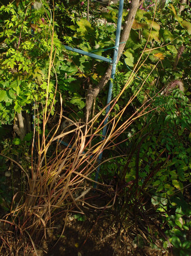 mischantus Purple Fall