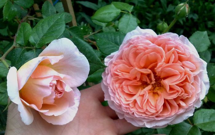 Abraham Darby - disponibil butasi neinradacinati