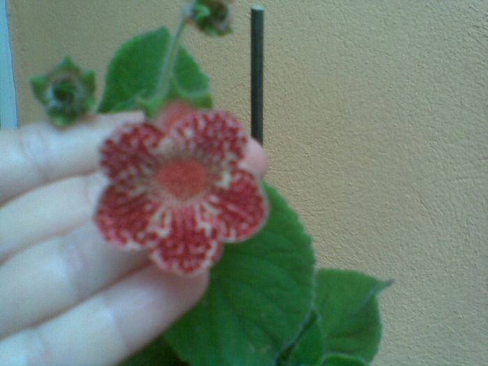 Imag146 - Kohleria