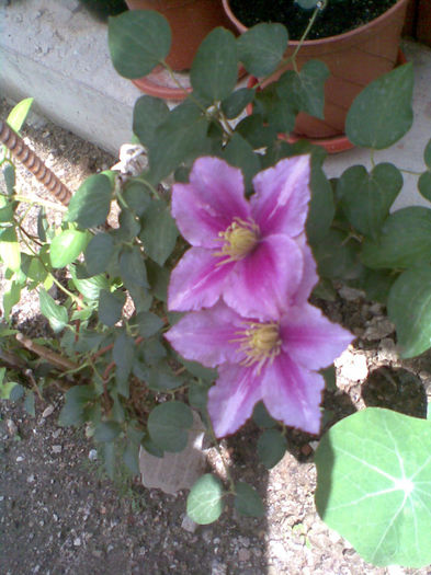 Imag103 - Clematite 2013