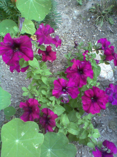Imag037 - Petunii 2013