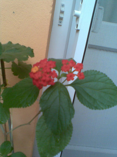 Imag050 - Lantana