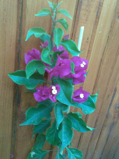 Imag210 - Bougainville 2013