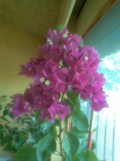 Imag252 - Bougainville 2013