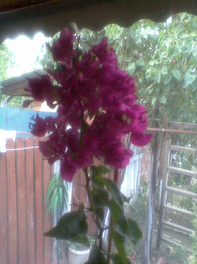 Imag254 - Bougainville 2013