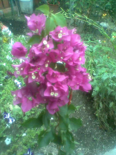 Imag255 - Bougainville 2013