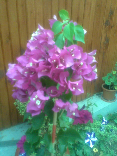 Imag256 - Bougainville 2013