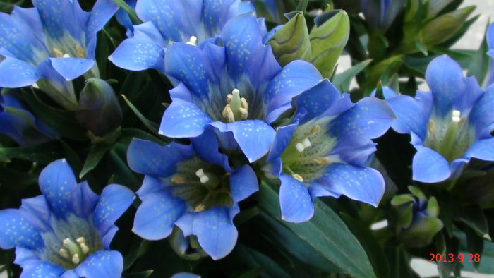 DSC01600 - Gentiana