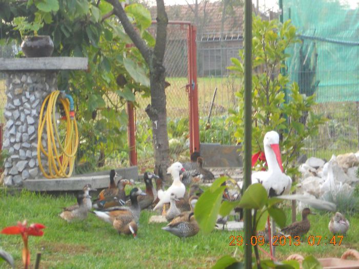 DSCN4781 - Pasari De Apa