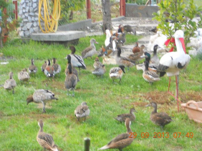 DSCN4785 - Pasari De Apa