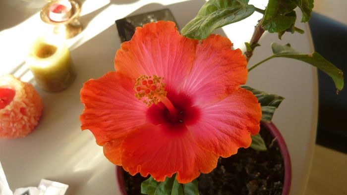 Picture 2517 - x 2013 hibiscus rosa sinesis 3