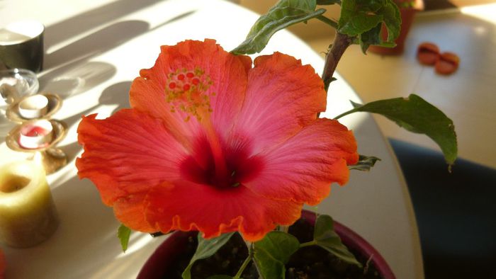 Picture 2518 - x 2013 hibiscus rosa sinesis 3