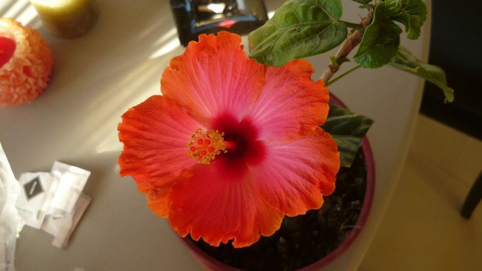 Picture 2519 - x 2013 hibiscus rosa sinesis 3