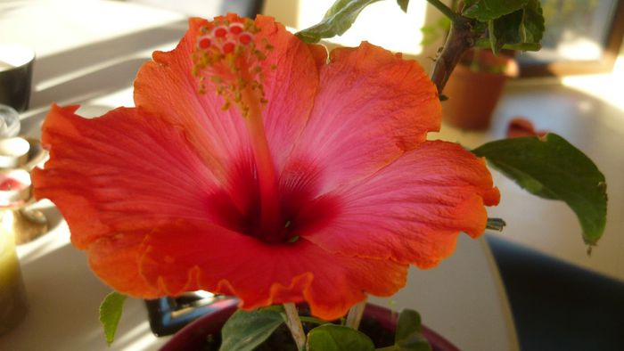 Picture 2520 - x 2013 hibiscus rosa sinesis 3