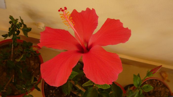 Picture 2521 - x 2013 hibiscus rosa sinesis 3