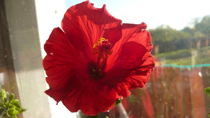 Picture 2522 - x 2013 hibiscus rosa sinesis 3