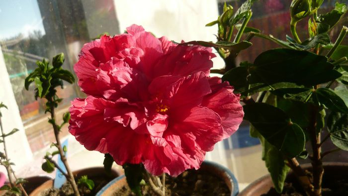 Picture 2523 - x 2013 hibiscus rosa sinesis 3