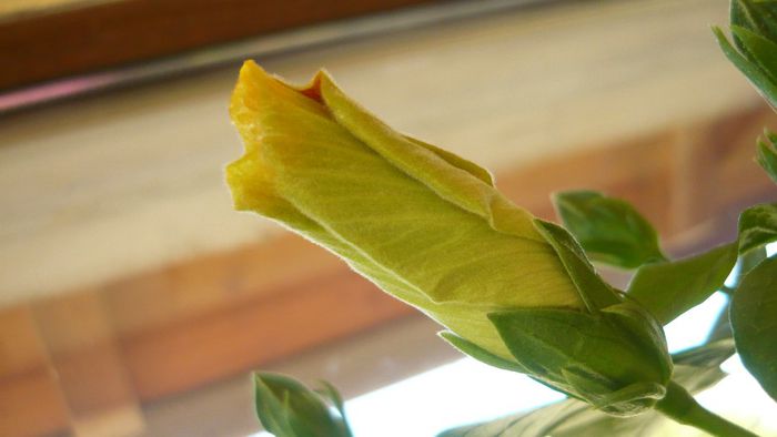 Picture 2528 - x 2013 hibiscus rosa sinesis 3